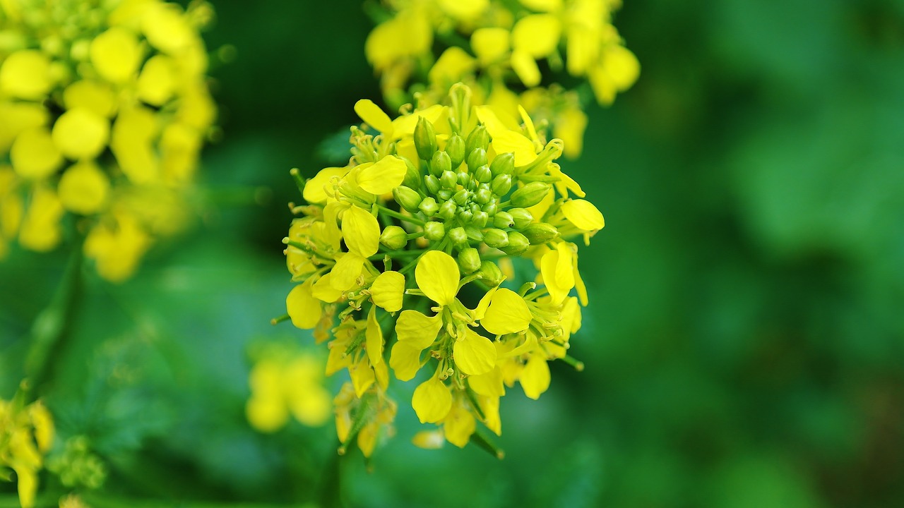 菜の花は 青菜 菜の花 菜種と名前が変わる Living With Plants