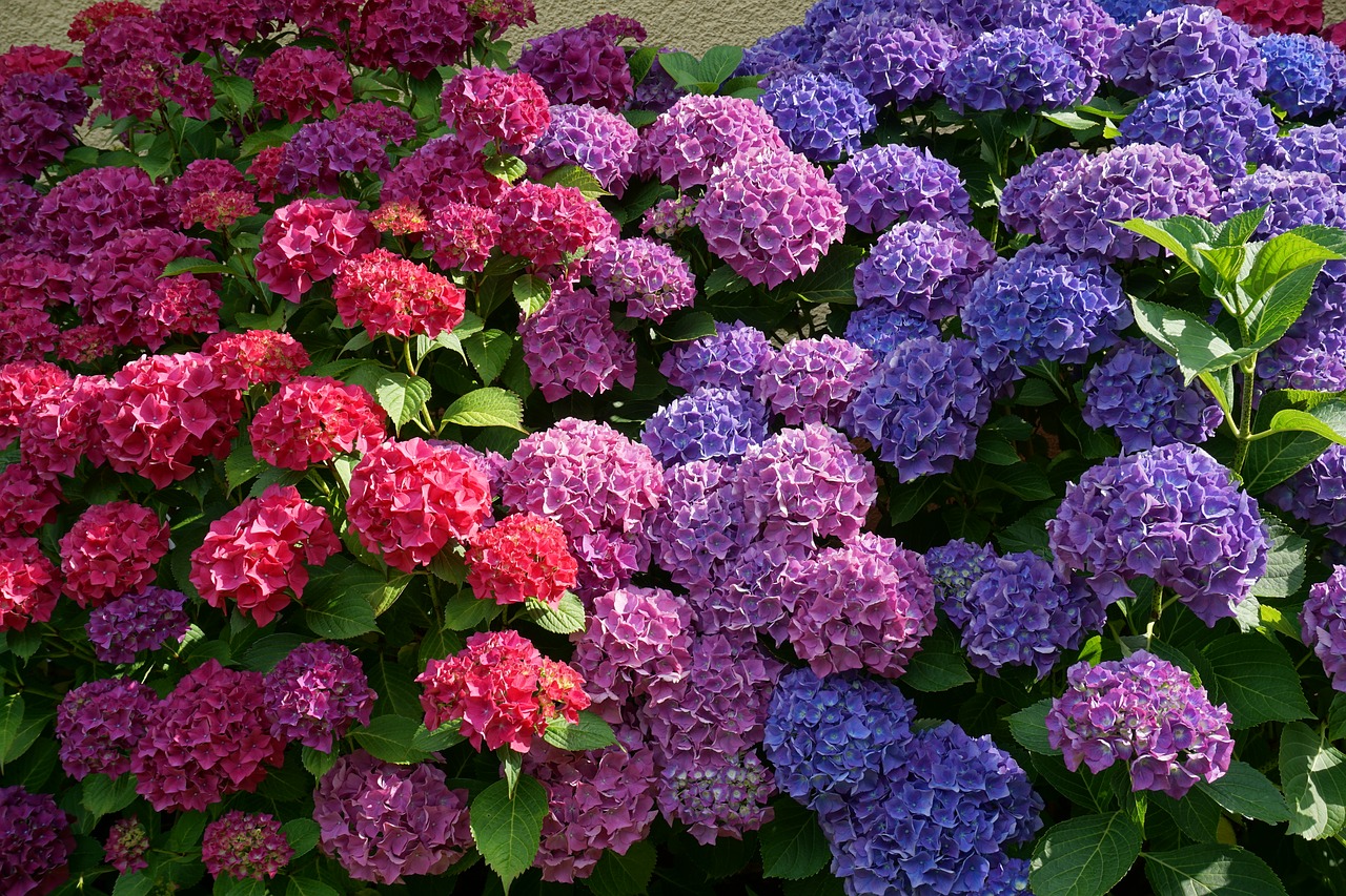 梅雨に咲く アジサイ 紫陽花 土の酸度を変えると色が変わるよ Living With Plants