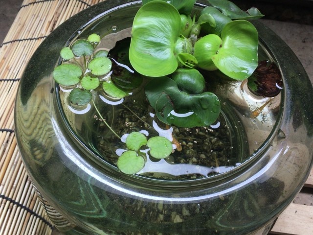水生植物で作るビオトープの作り方 Living With Plants