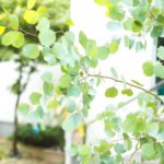 植物で虫除け 環境や身体にやさしくお部屋のインテリア ガーデニングのワンポイントにも Living With Plants