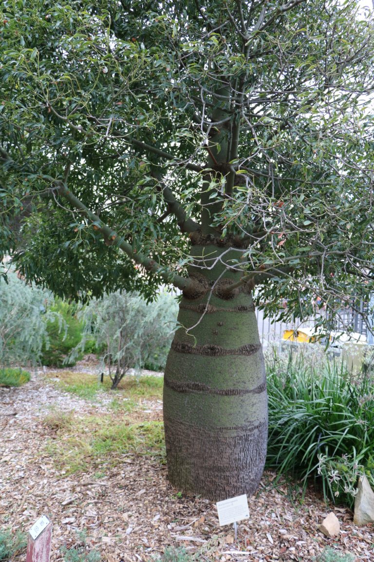ワインボトルのように見える「ボトルツリー」 ブラキキトンルペストリス – Living with plants