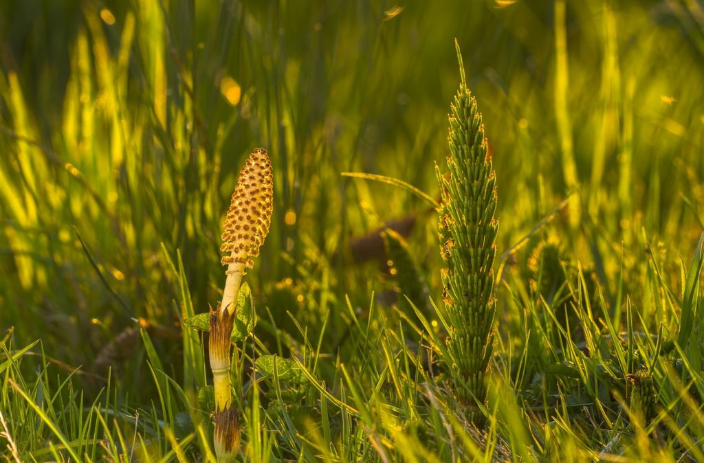 ツクシの頃はみんなの人気者 スギナになるとただの厄介者 Living With Plants