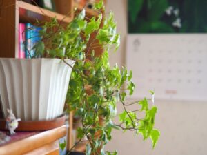 ヘデラ アイビー は 放っておくとどんどん増えます Living With Plants